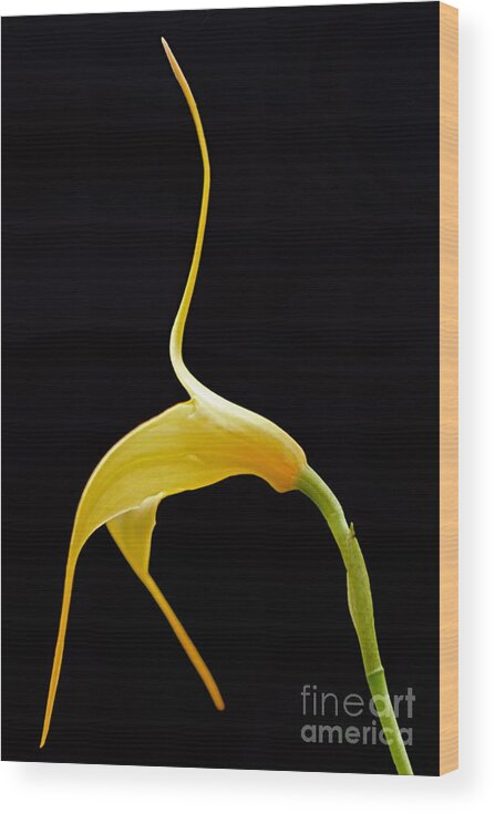 Floral Dancer Wood Print featuring the photograph Floral Dancer by Byron Varvarigos