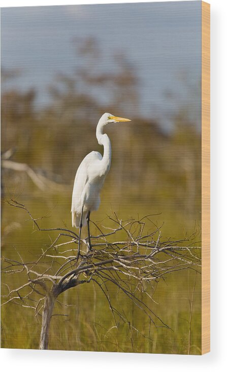 Egret Wood Print featuring the photograph Great White Egret #2 by Raul Rodriguez