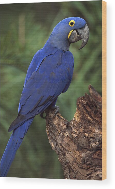 Feb0514 Wood Print featuring the photograph Hyacinth Macaw Brazil #2 by Pete Oxford