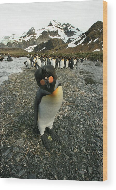 Juvenile King Penguin Wood Print featuring the photograph King Penguin #3 by Amanda Stadther