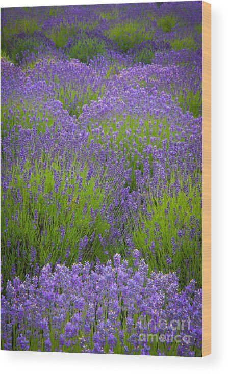 America Wood Print featuring the photograph Lavender Study #2 by Inge Johnsson