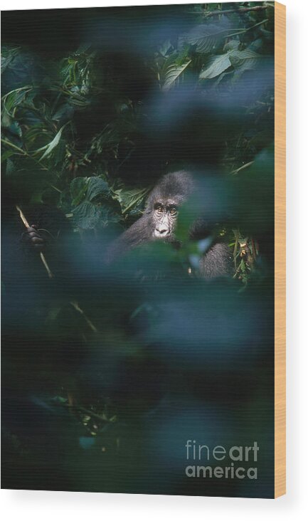 Mountain Gorilla Wood Print featuring the photograph Mountain Gorilla #2 by Art Wolfe