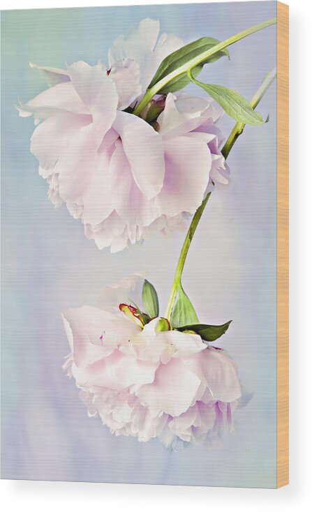 Peonies Wood Print featuring the photograph Pastel Peonies by Theresa Tahara