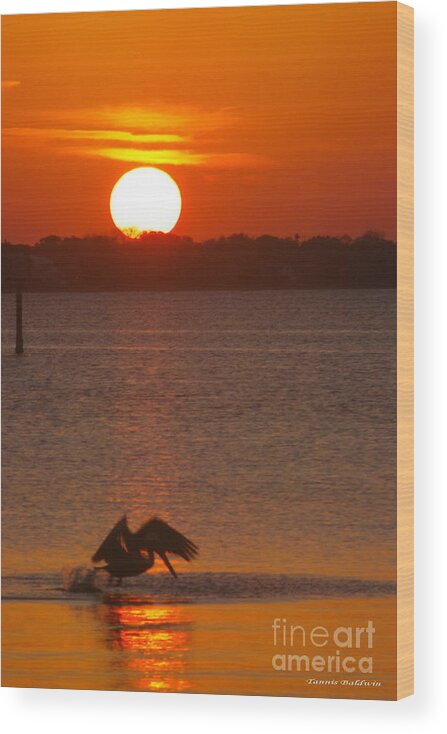 Sunset Wood Print featuring the photograph Pelican sunset by Tannis Baldwin