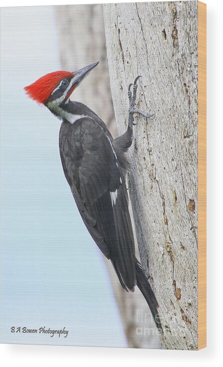 Pileated Woodpecker Wood Print featuring the photograph Pileated Woodpecker #2 by Barbara Bowen