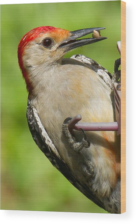 Red Bellied Woodpecker Wood Print featuring the photograph Red Bellied Woodpecker #2 by Robert L Jackson