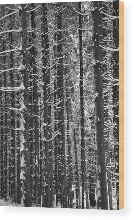 Winter Wood Print featuring the photograph Snow covered trees #2 by Chevy Fleet