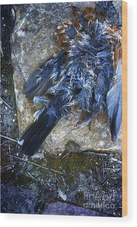 Blue Wood Print featuring the photograph Still Beautiful #2 by Terry Rowe