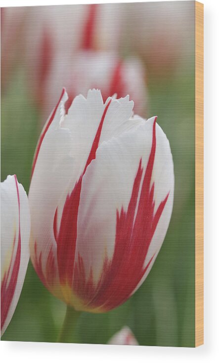 Tulip Wood Print featuring the photograph Tulips #1 by Matthias Hauser