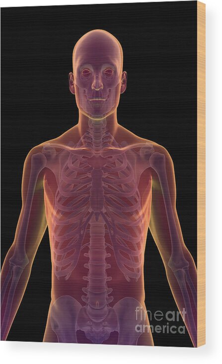 Rib Cage Wood Print featuring the photograph Bones Of The Upper Body #25 by Science Picture Co