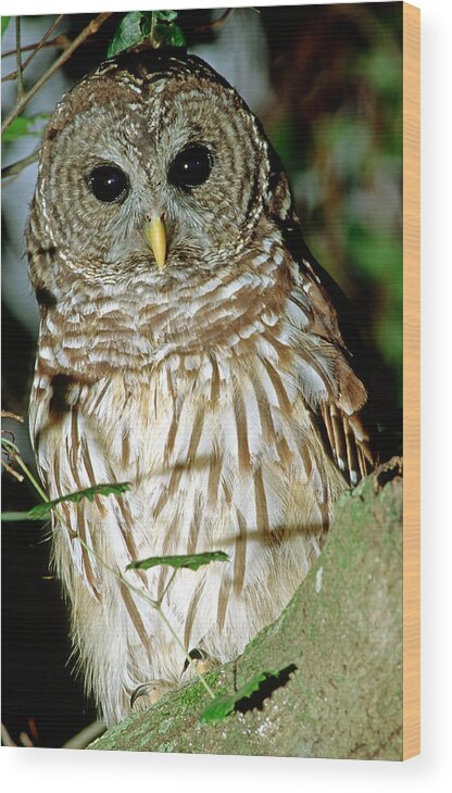 Barred Owl Wood Print featuring the photograph Barred Owl #27 by Millard H. Sharp