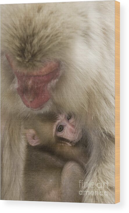 Asia Wood Print featuring the photograph Snow Monkeys, Japan #28 by John Shaw