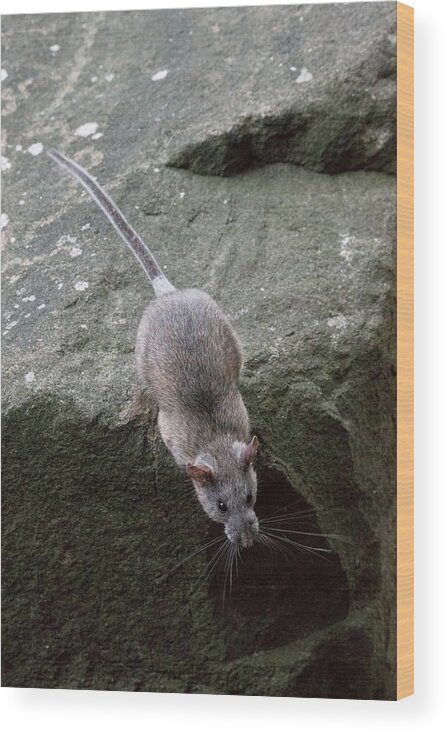 Allegheny Woodrat Wood Print featuring the photograph Allegheny Woodrat Neotoma Magister by David Kenny