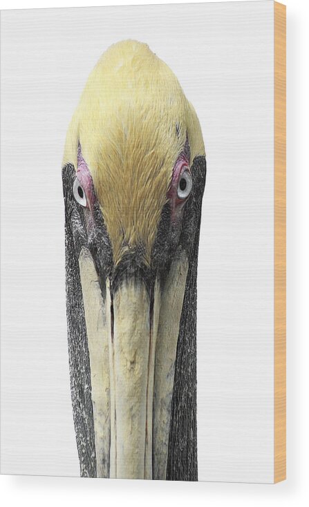 Pelican Wood Print featuring the photograph Brown Pelican-2 by Rudy Umans