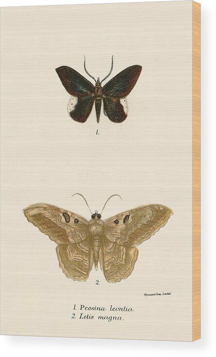 Insect Wood Print featuring the painting Butterflies by English School