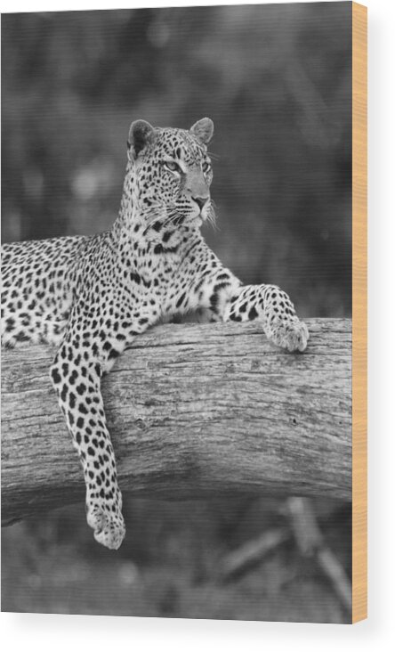 Africa Wood Print featuring the photograph Dignity #3 by Michele Burgess