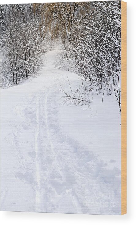 Winter Wood Print featuring the photograph Path in winter forest 2 by Elena Elisseeva