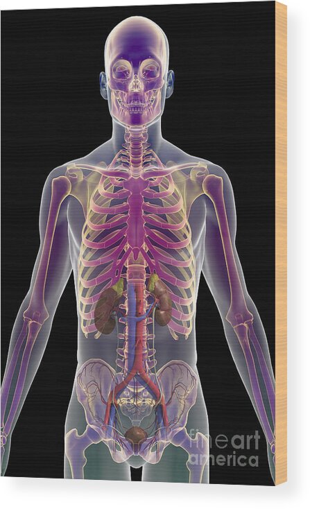 Skeleton Wood Print featuring the photograph The Urinary System Male #3 by Science Picture Co