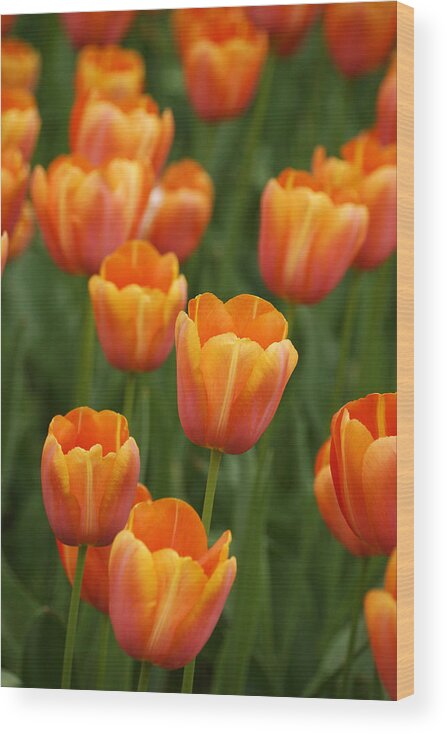 Feb0514 Wood Print featuring the photograph Tulip Flower Garden Japan #3 by Hiroya Minakuchi