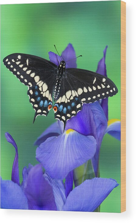 Black Wood Print featuring the photograph Black Swallowtail Butterfly, Papilio #30 by Darrell Gulin