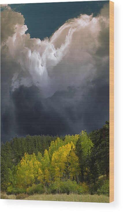 Trees Wood Print featuring the photograph 3372 by Peter Holme III