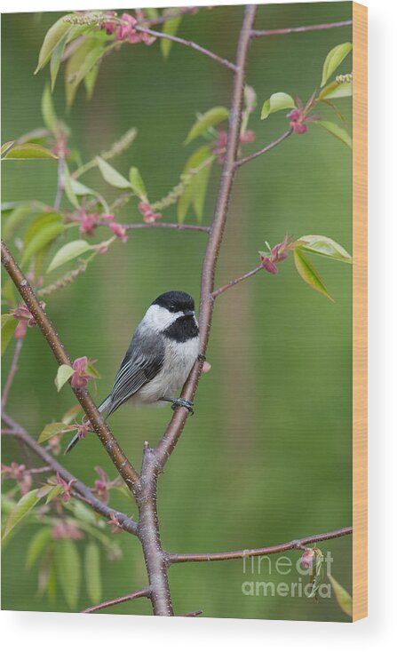 Animalia Wood Print featuring the photograph Black-capped Chickadee Poecile #4 by Linda Freshwaters Arndt