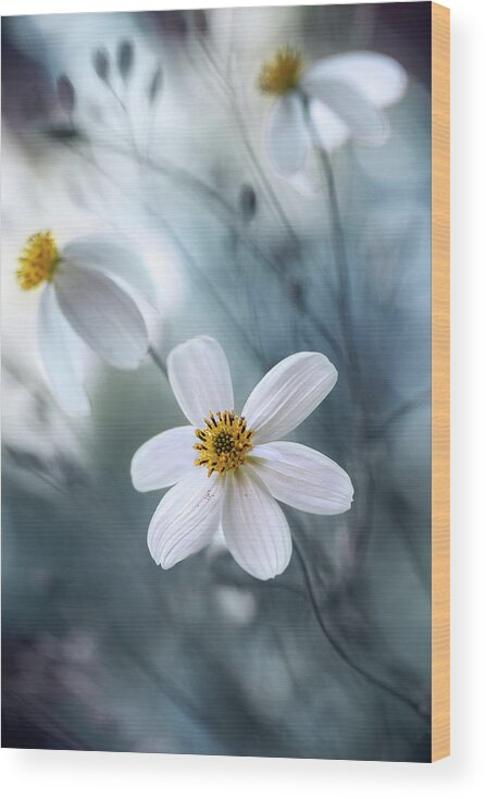 Macro Wood Print featuring the photograph Cosmos #4 by Mandy Disher