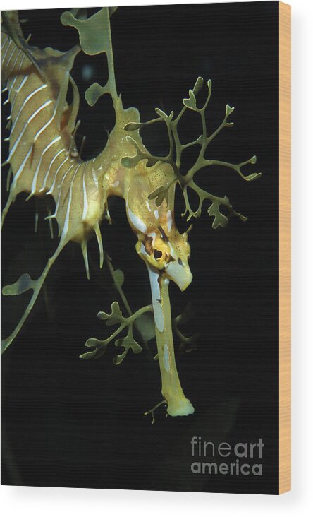 Animal Wood Print featuring the photograph Leafy Seadragon #4 by Gregory G. Dimijian