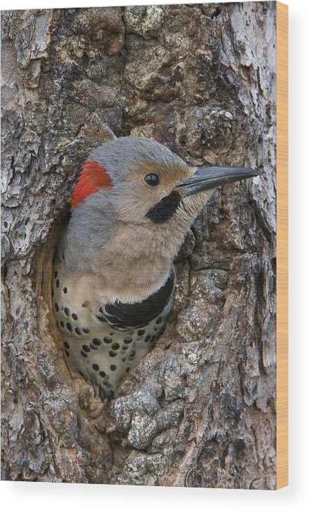 Michael Quinton Wood Print featuring the photograph Northern Flicker In Nest Cavity Alaska by Michael Quinton
