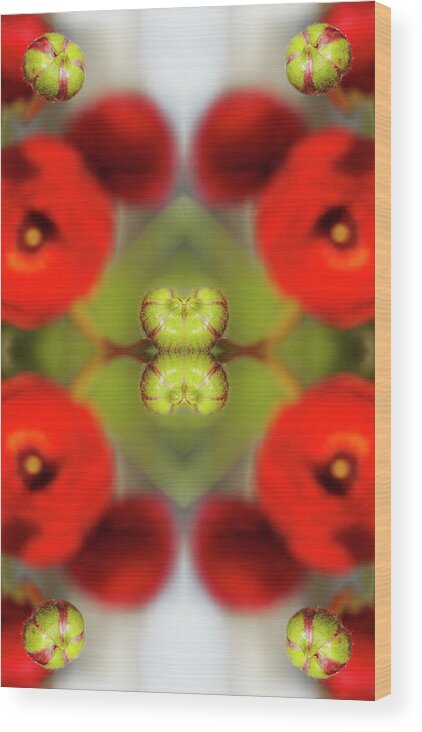 Tranquility Wood Print featuring the photograph Red Ranunculus #4 by Silvia Otte