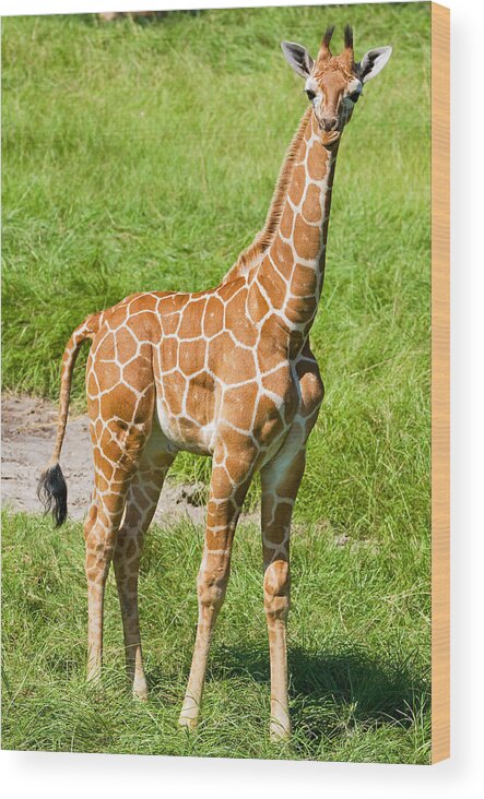 Nature Wood Print featuring the photograph Reticulated Giraffe 6 Week Old Calf #4 by Millard H. Sharp