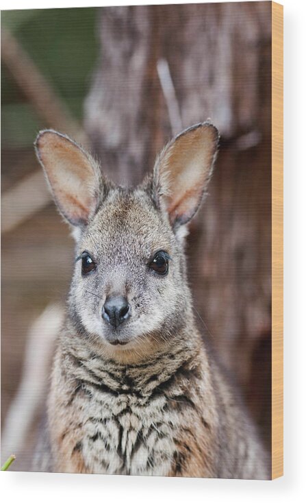 Animal Wood Print featuring the photograph Tammar Wallaby (macropus Eugenii #4 by Martin Zwick