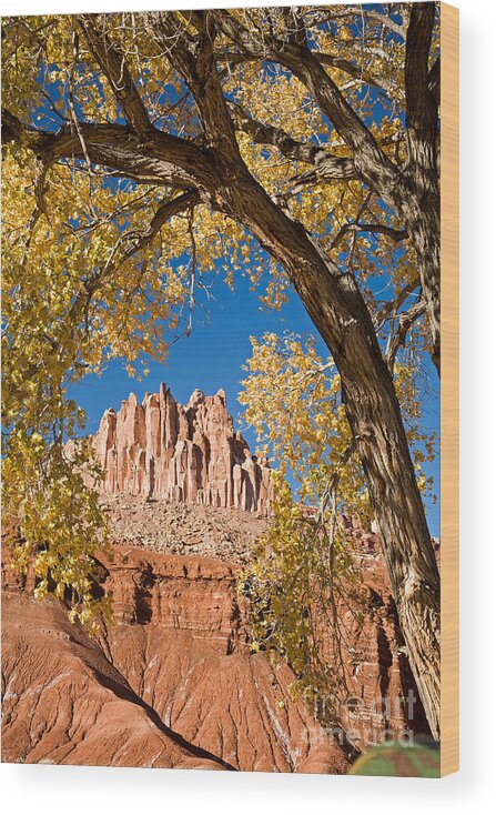 Afternoon Wood Print featuring the photograph The Castle Capitol Reef National Park #4 by Fred Stearns
