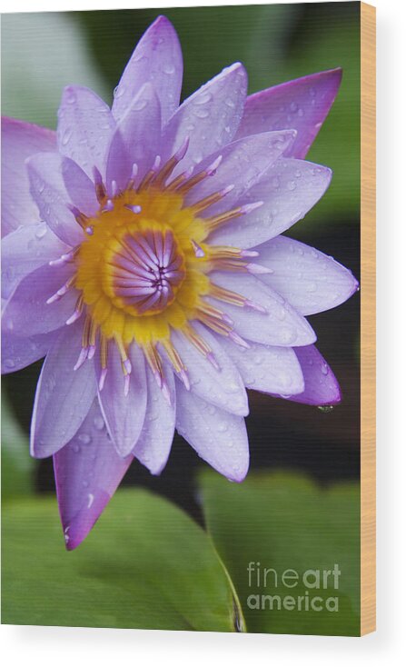 Aloha Wood Print featuring the photograph The Lotus Flower #2 by Sharon Mau