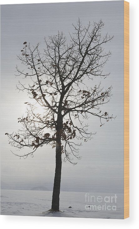 Asian Scene Wood Print featuring the photograph Tree In Winter #4 by John Shaw