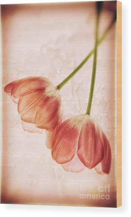 Tulip Wood Print featuring the photograph Tulip flowers by Charline Xia