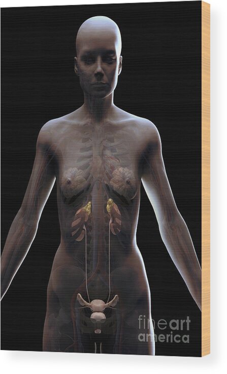 Ribcage Wood Print featuring the photograph Urinary System Female #4 by Science Picture Co