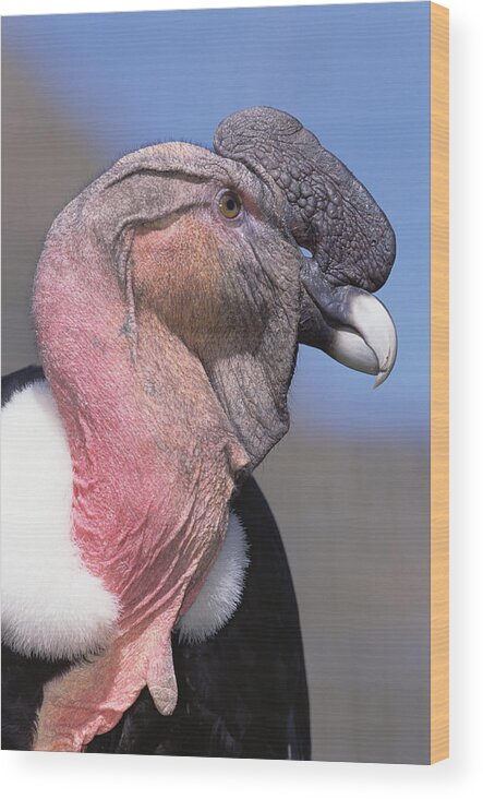 Feb0514 Wood Print featuring the photograph Andean Condor Male Cayambe Ecuador #5 by Tui De Roy