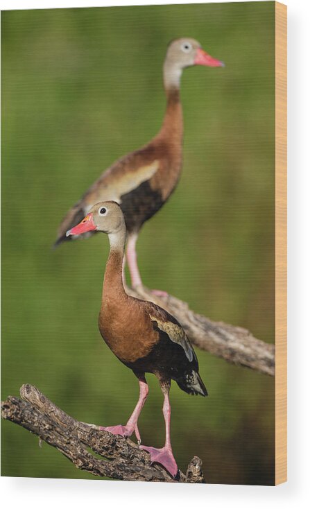 Adult Wood Print featuring the photograph Black-bellied Whistling Duck #5 by Larry Ditto