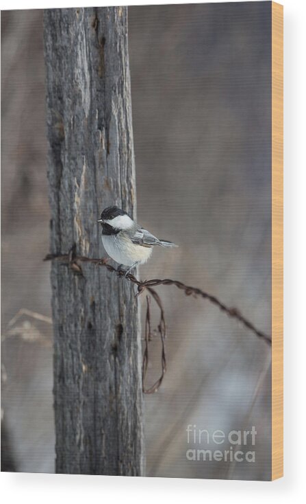 North America Wood Print featuring the photograph Black-capped Chickadee Poecile #5 by Linda Freshwaters Arndt