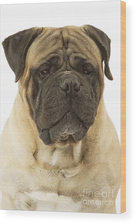 Dog Wood Print featuring the photograph Bullmastiff Dog #5 by Jean-Michel Labat