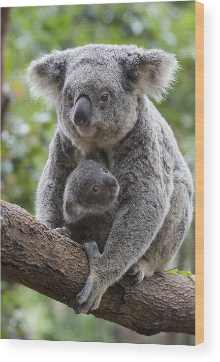 Feb0514 Wood Print featuring the photograph Koala Mother And Joey Australia #5 by Suzi Eszterhas