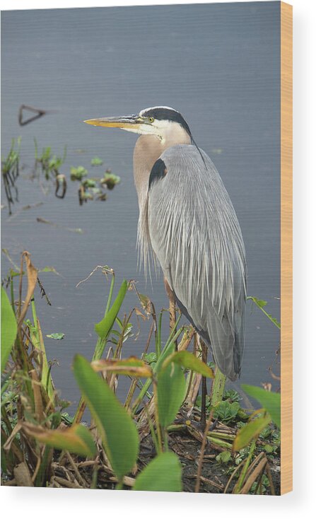 Standing Water Wood Print featuring the photograph Great Blue Heron #6 by Mark Newman