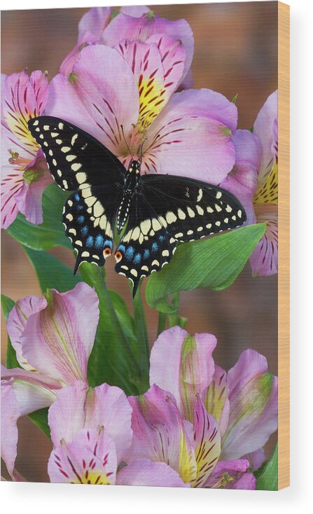 Band Wood Print featuring the photograph Black Swallowtail Butterfly, Papilio #7 by Darrell Gulin