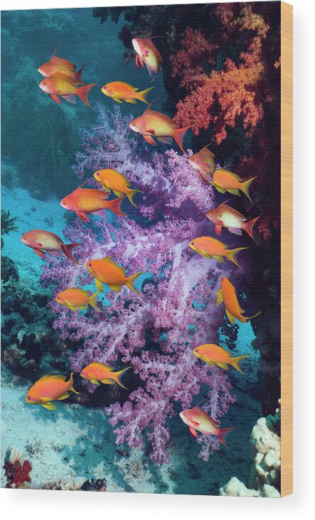 Underwater Wood Print featuring the photograph Coral Reef Scenery #7 by Georgette Douwma