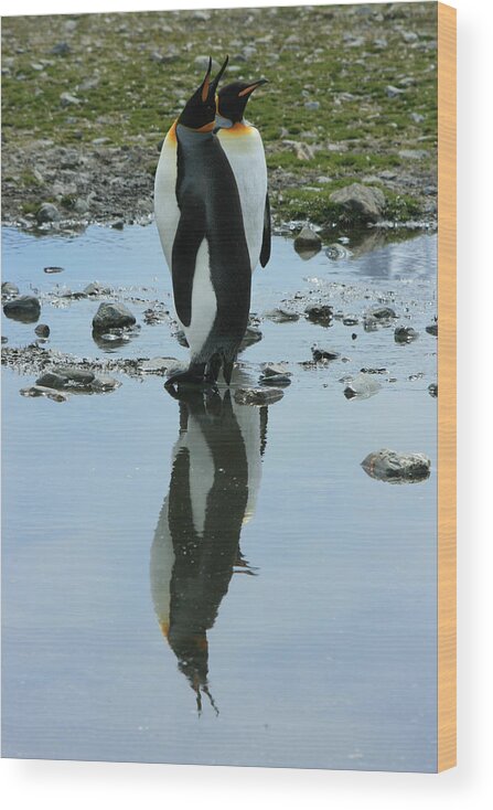 Reflection Wood Print featuring the photograph King Penguins #7 by Amanda Stadther