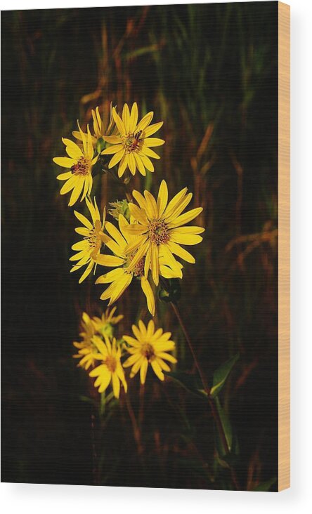  Wood Print featuring the photograph Bees and Flowers by Daniel Thompson