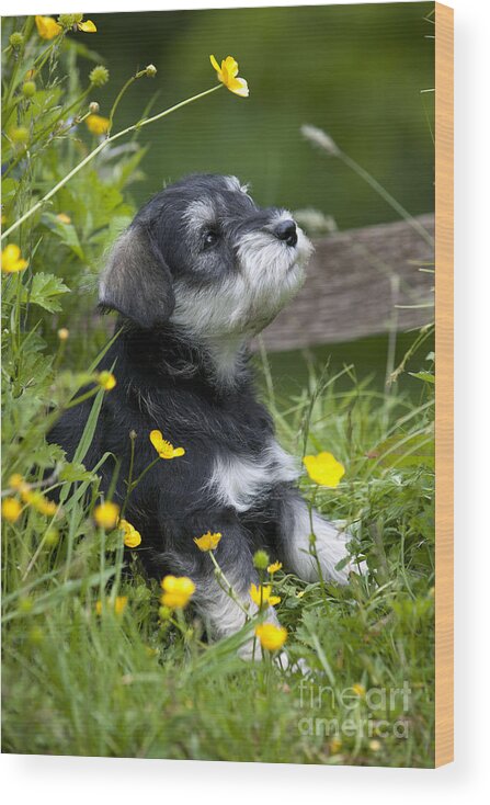 Dog Wood Print featuring the photograph Schnauzer Puppy Dog #8 by John Daniels