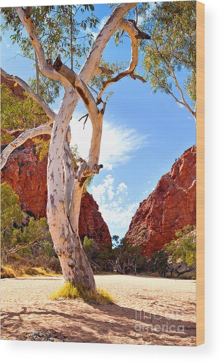 Simpsons Gap Central Australia Landscape Outback Water Hole West Mcdonnell Ranges Northern Territory Australian Landscapes Ghost Gum Trees Wood Print featuring the photograph Simpsons Gap #7 by Bill Robinson