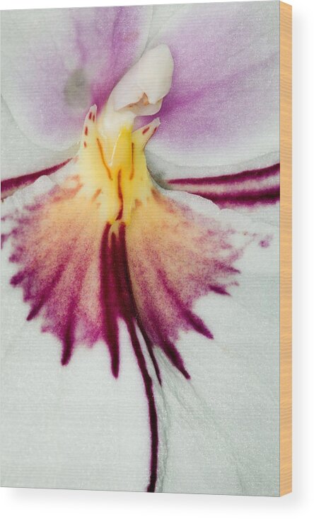 Orchid Wood Print featuring the photograph Exotic Orchids of C Ribet #89 by C Ribet